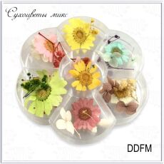    DDFM 7 